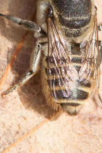 Megachile sp.