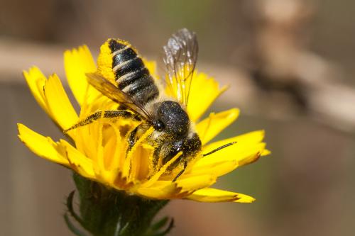Megachile sp.