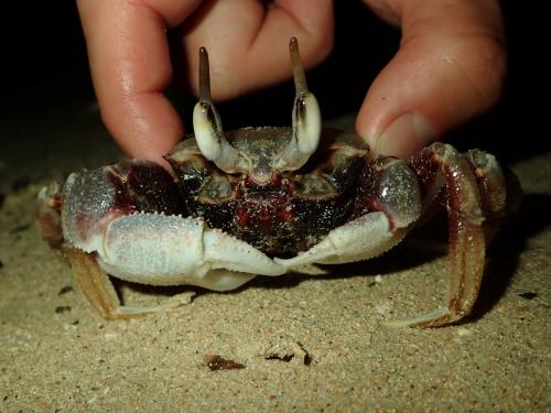 Ocypode ceratophthalmus