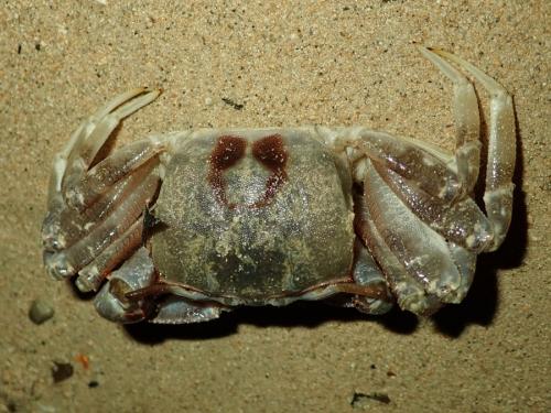 Ocypode ceratophthalmus