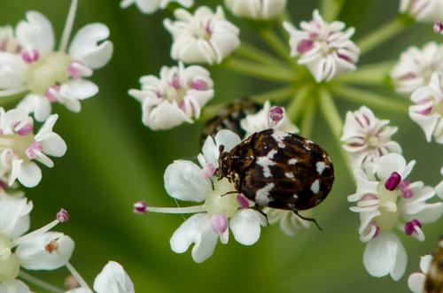 Réf. 220 978 : Anthrenus sp.