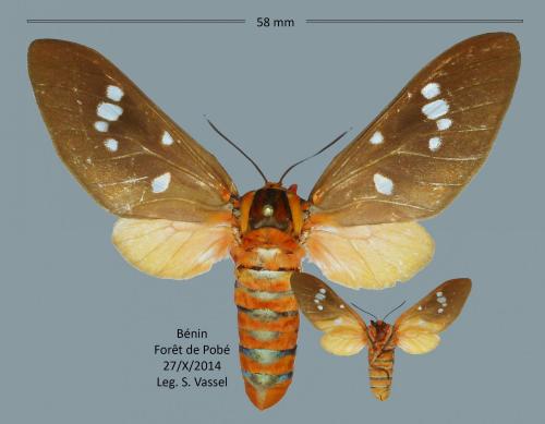 Balacra caeruleifascia