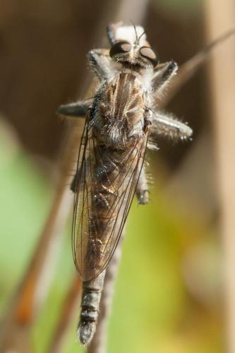 Réf. 220 476 : Machimus rusticus