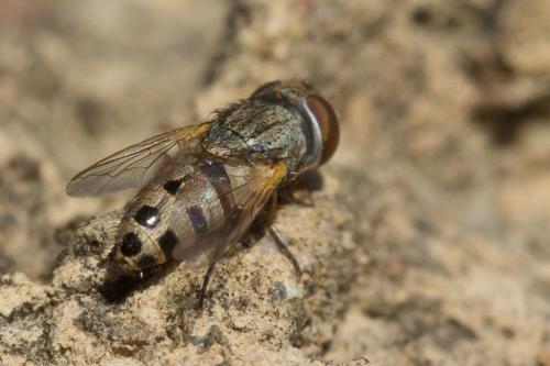 Réf. 220 946 : Apodacra sp.