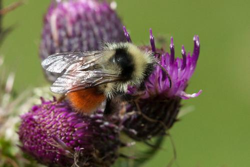 Bombus monticola