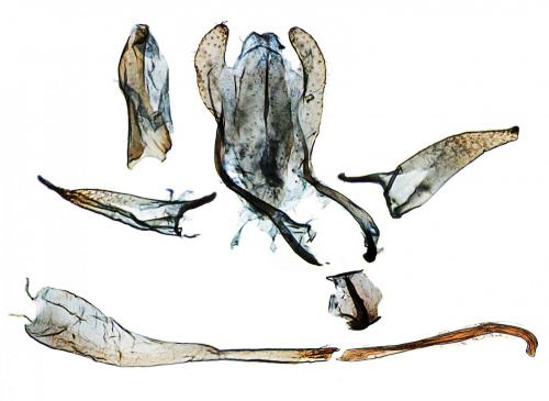 Bucculatrix humiliella
