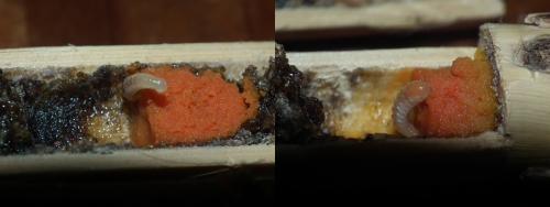 Megachile sculpturalis
