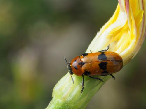 Réf. 220 830 : Clytra novempunctata
