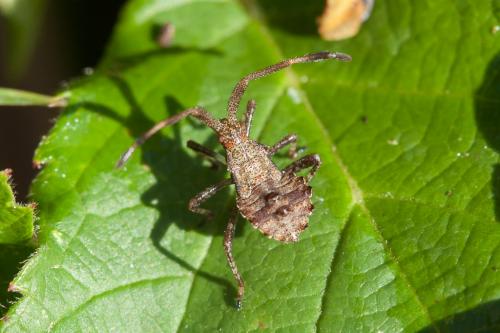 Coreus marginatus