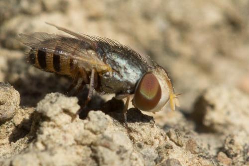 Apodacra sp.