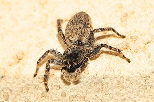 Réf. 220 251 : Menemerus taeniatus