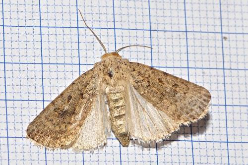 Caradrina sp.