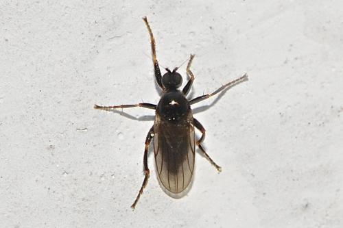 Crossopalpus sp.