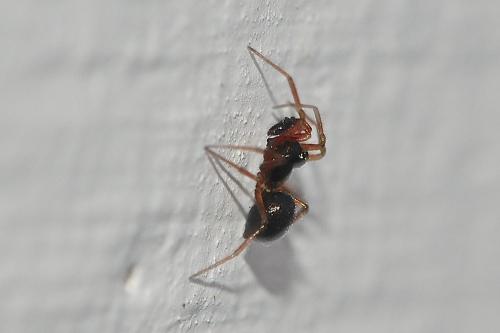 Erigone sp.