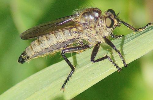 Asilinae