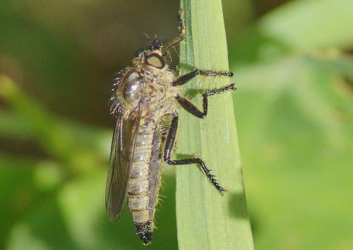 Asilinae