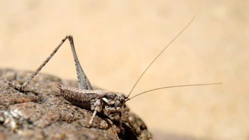 Réf. 220 207 : Rhacocleis corsicana