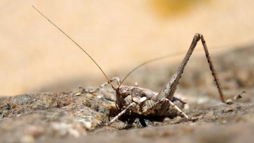 Rhacocleis corsicana