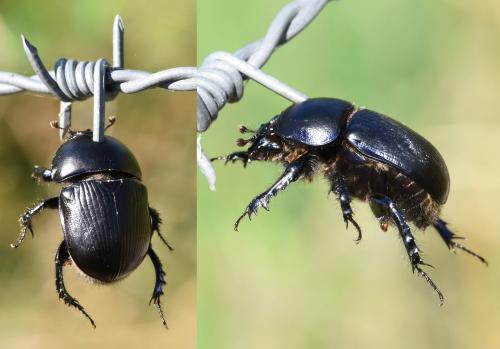Geotrupes stercorarius