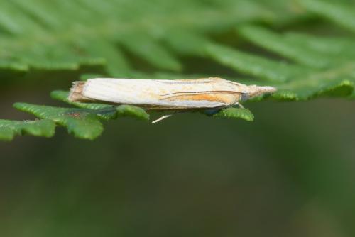 Agriphila sp.