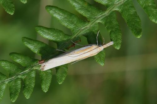 Agriphila sp.