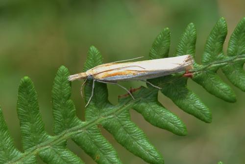 Agriphila sp.