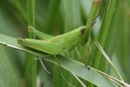 Réf. 220 559 : Mecostethus parapleurus parapleurus