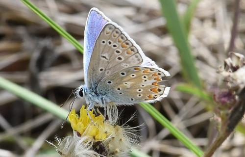 Polyommatus icarus