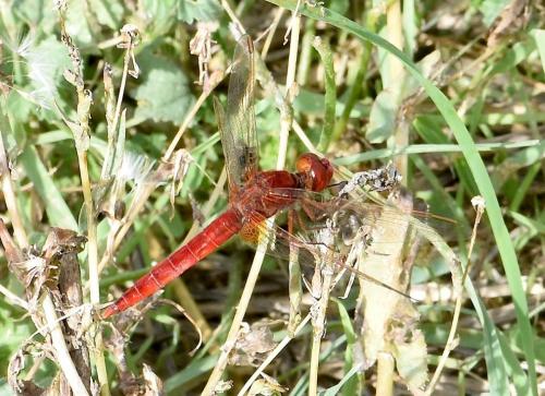 Réf. 220 825 : Crocothemis erythraea