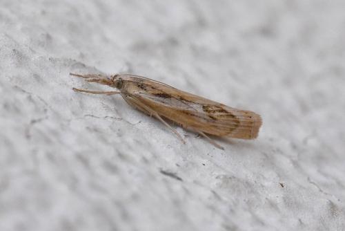 Pediasia aridella