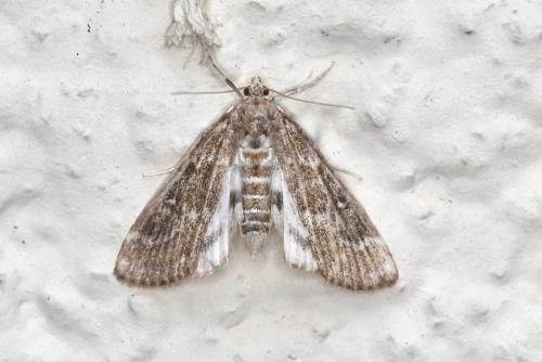 Réf. 220 983 : Parapoynx stratiotata