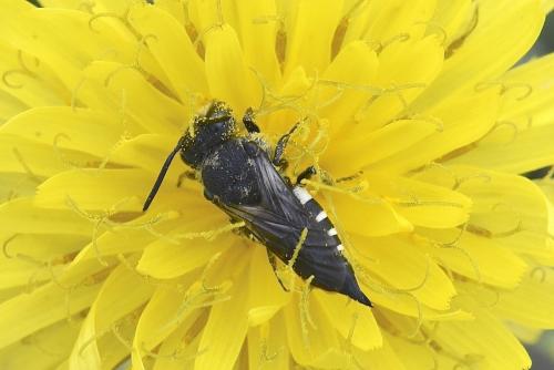 Réf. 220 895 : Coelioxys sp.
