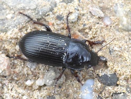 Réf. 220 893 : Zabrus tenebrioides