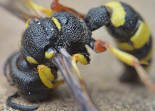 Cerceris rybyensis