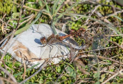 Sympetrum striolatum