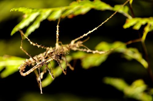 Cnipsus rachis