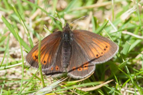 Réf. 220 303 : Erebia epiphron