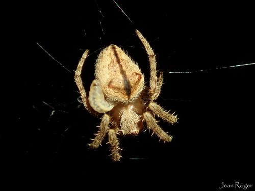Eriophora transmarina