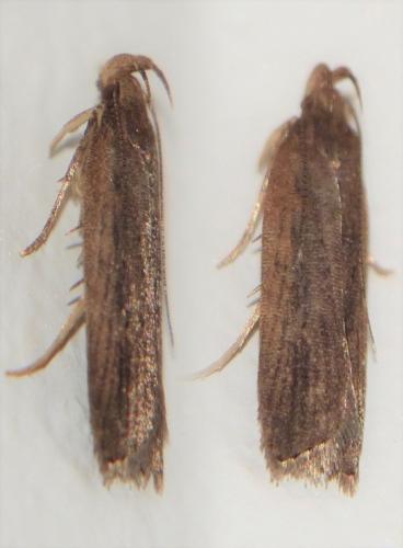 Réf. 220 462 : Helcystogramma triannulella