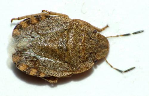 Réf. 220 290 : Sciocoris sp.