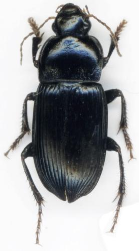 Cryptophonus litigiosus