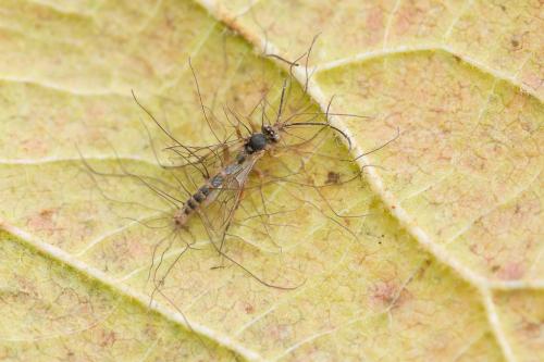 Réf. 220 044 : Campopleginae inconnu