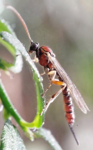 Réf. 220 360 : Tromatobia lineatoria