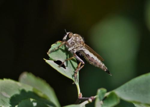 Tolmerus atricapillus