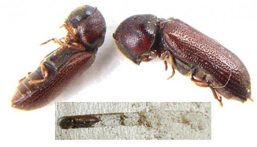 Ptilinus pectinicornis