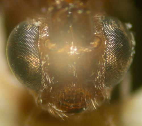Homolobus sp.