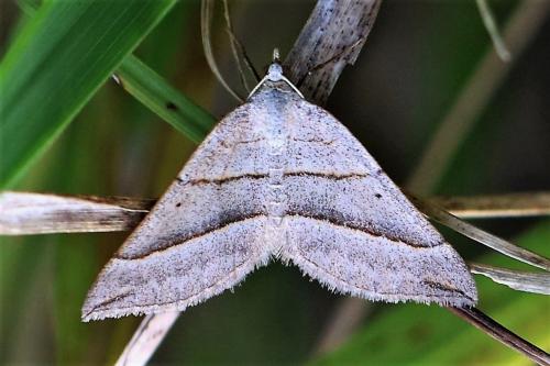 Réf. 220 169 : Scotopteryx sp.