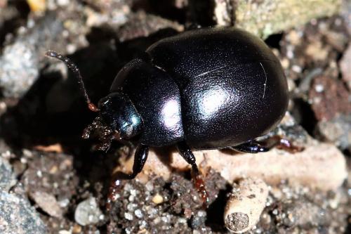 Réf. 220 364 : Chrysolina sturmi