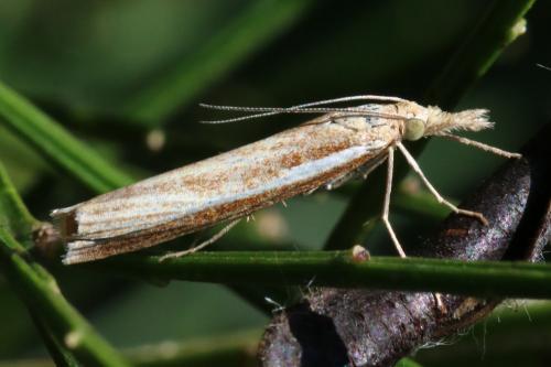 Réf. 220 172 : Agriphila tristella