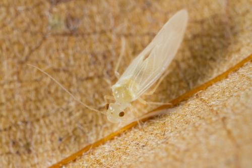 Valenzuela flavidus